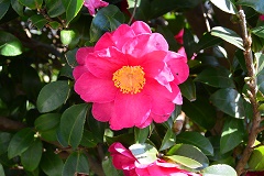 八卦茶園