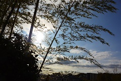 八卦茶園