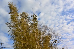 八卦茶園