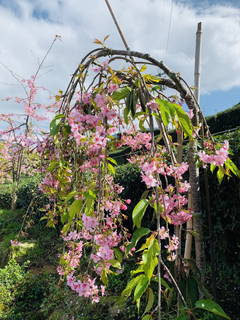 八卦茶園