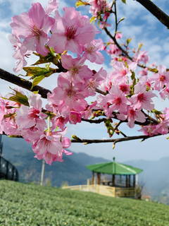 八卦茶園