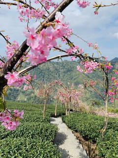 八卦茶園