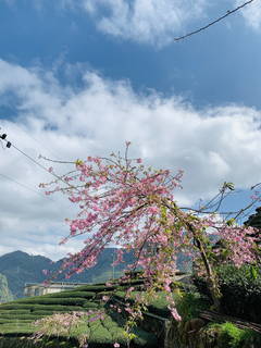 八卦茶園