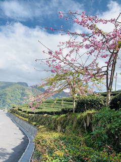 八卦茶園