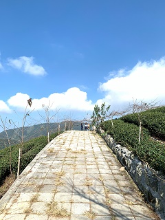 八卦茶園