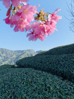 八卦茶園