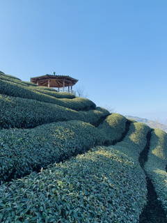 八卦茶園