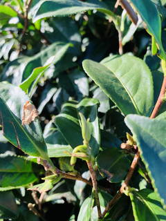 八卦茶園