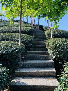 八卦茶園