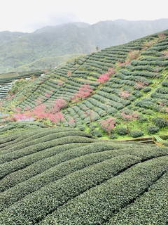 八卦茶園