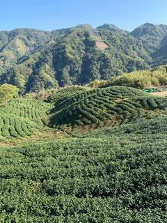 八卦茶園