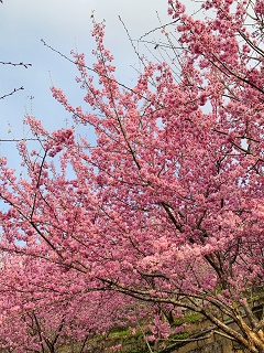 八卦茶園