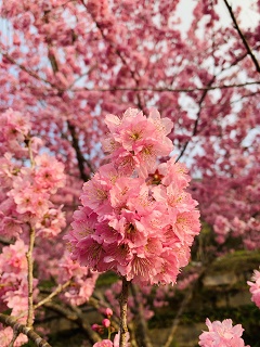 八卦茶園
