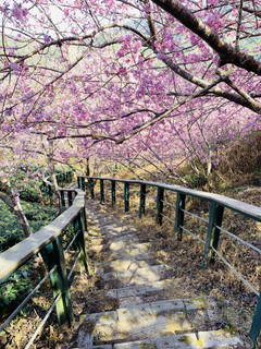 八卦茶園