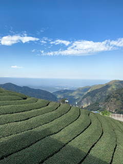 八卦茶園