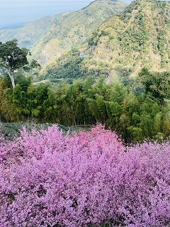八卦茶園
