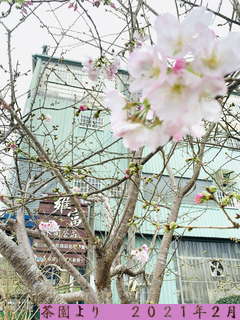 八卦茶園