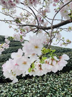 八卦茶園