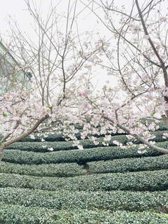 八卦茶園