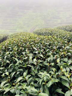 八卦茶園