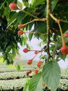 八卦茶園