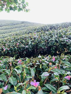 八卦茶園