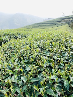 八卦茶園