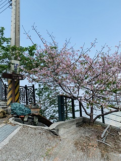 八卦茶園