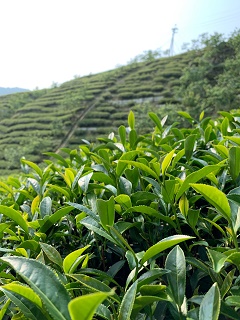 八卦茶園