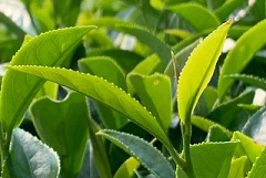 八卦茶園