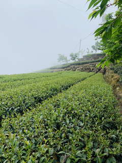 八卦茶園