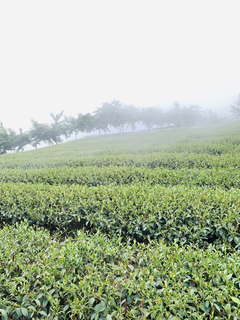 八卦茶園