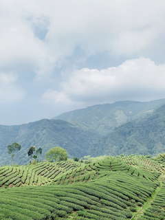 八卦茶園