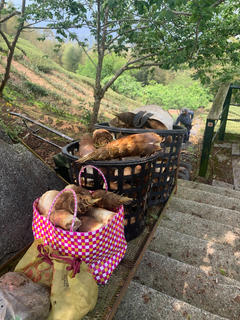 八卦茶園
