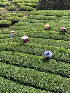 八卦茶園