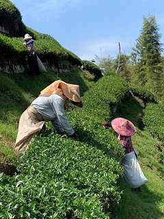 八卦茶園
