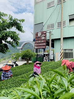 八卦茶園