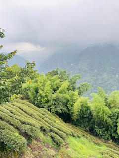 八卦茶園