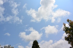 八卦茶園