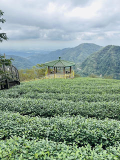 八卦茶園