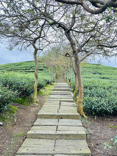 八卦茶園
