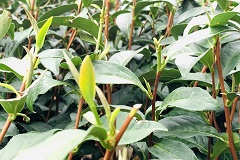 八卦茶園