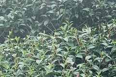 八卦茶園