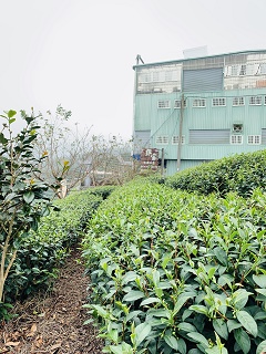 八卦茶園