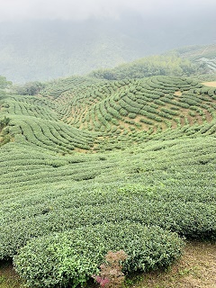 八卦茶園