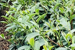 八卦茶園