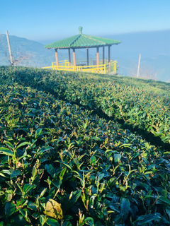 八卦茶園