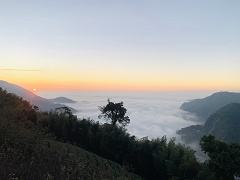 八卦茶園