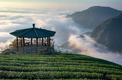 八卦茶園
