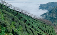 八卦茶園